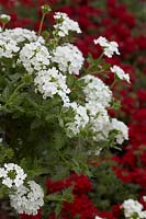 Verbena Tuscany White