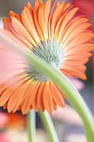 Gerbera