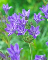 Triteleia Twilight