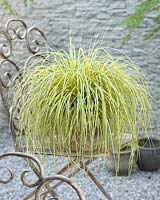 Carex EverColorÂ® Everoro