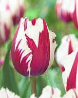 Tulipa Flaming Baltic