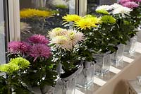 Chrysanthemum Anastasia