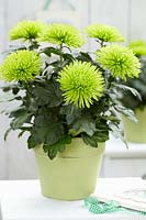 Chrysanthemum Anastasia Dark Green