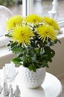 Chrysanthemum Anastasia Sunny