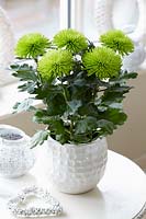 Chrysanthemum Anastasia Dark Green