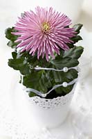 Chrysanthemum Anastasia Pink