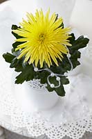 Chrysanthemum Anastasia Sunny