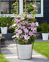Clematis Sally