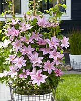 Clematis Sally