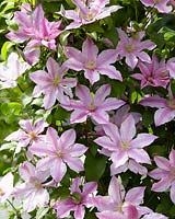 Clematis Sally