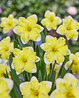 Narcissus Cassata