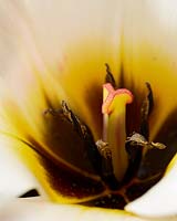 Tulipa multi-flowering detail