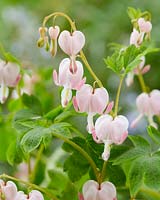 Dicentra spectabilis Cupid Â®