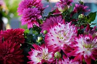 Dahlia LaBella Â® Maggiore Rose Bicolour