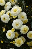 Argyranthemum Percussion Double Lemon