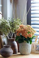 Kalanchoe 18090 Tiger E