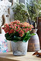 Kalanchoe 18081 Tiger E