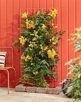 Campsis radicans Golden Trumpet 