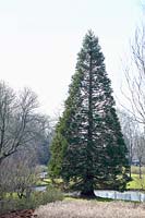 Sequoiadendron giganteum