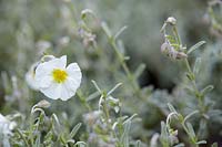 Helianthemum The Bride