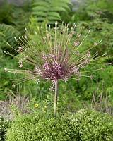 Allium schubertii