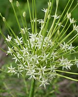 Allium schubertii