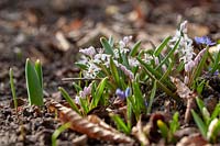 Scilla bifolia mix