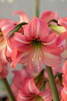 Hippeastrum Lollypop Â®