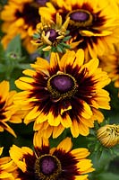 Rudbeckia Tiger SmileyZ â„¢