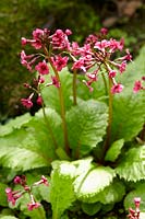 Primula japonica