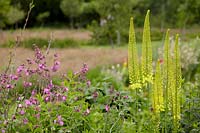 Eremurus stenophyllus