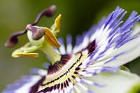 Passiflora caerulea