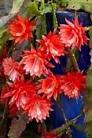 Epiphyllum