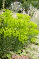 Euphorbia cyparissias Fen's Ruby