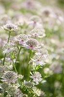 Astrantia major Florence