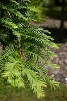 Metasequoia glyptostroboides Chubby