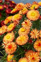 Bracteantha Sunbrella Orange