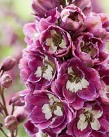 Delphinium elatum Excalibur Lilac Rose White Bee