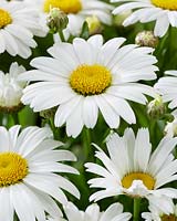 Leucanthemum Snow Lady