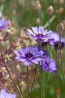 Catananche caerulea