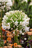 Agapanthus Getty White