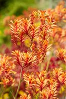 Anigozanthos Bush Volcano