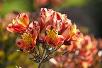 Alstroemeria Indian Summer Â®