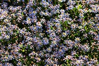 Aster ageratoides Tiny Theo