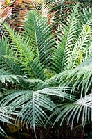 Blechnum gibbum