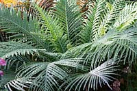 Blechnum gibbum