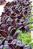 Brassica juncea Garnet Giant