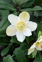 Helleborus Heritage Gold Collection Jacob