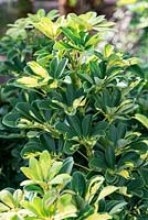 Schefflera arboricola Gold Capella