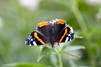 Butterfly on Eupatorium